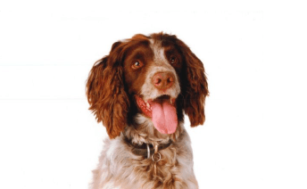 Domestic Pet Allergy 