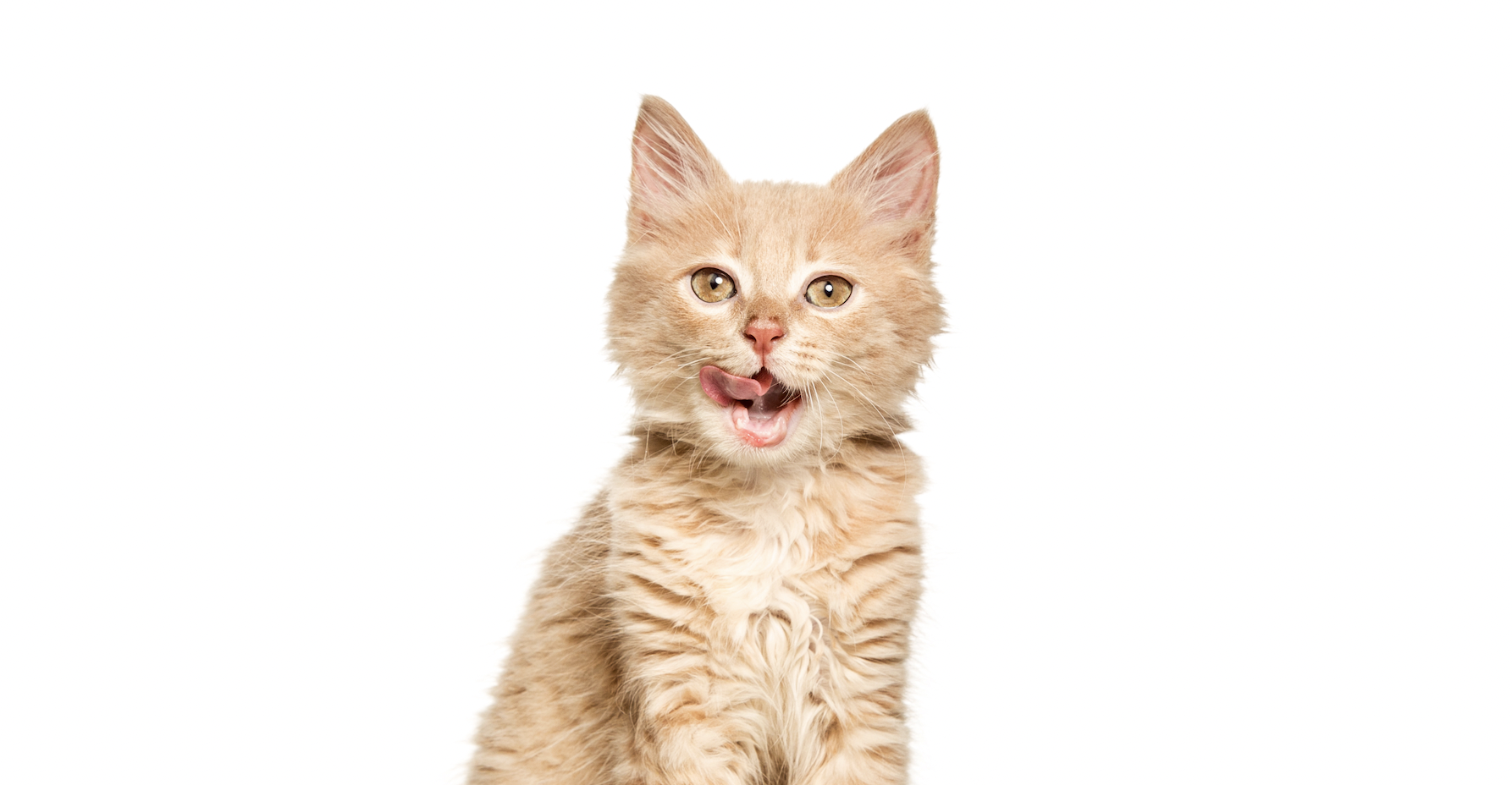 Cat Allergy 