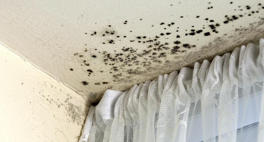 Mould Allergy