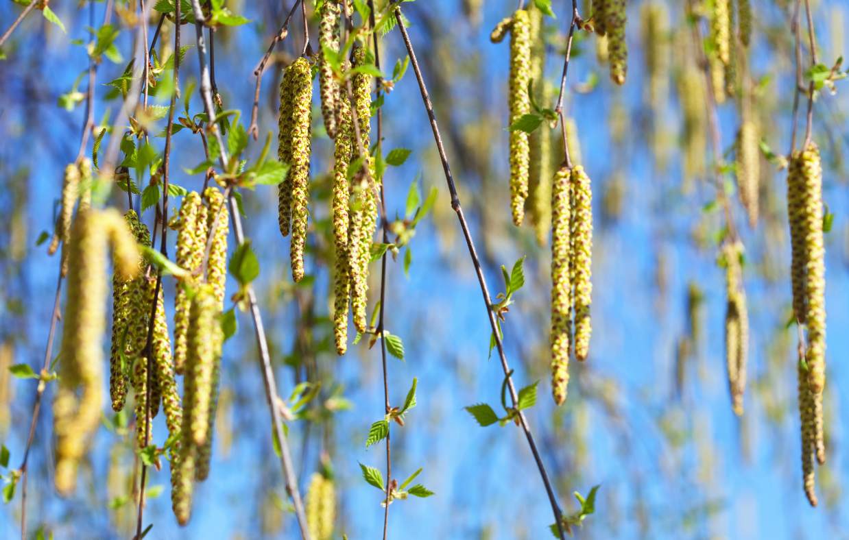 Birch pollen allergy