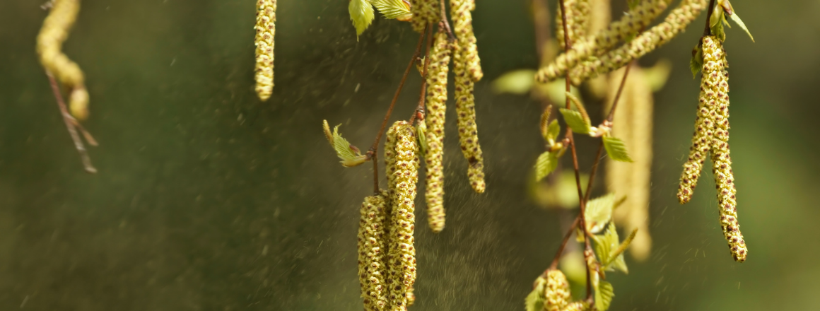 Birch Pollen and Allergies