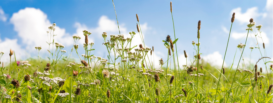 Living with hay fever