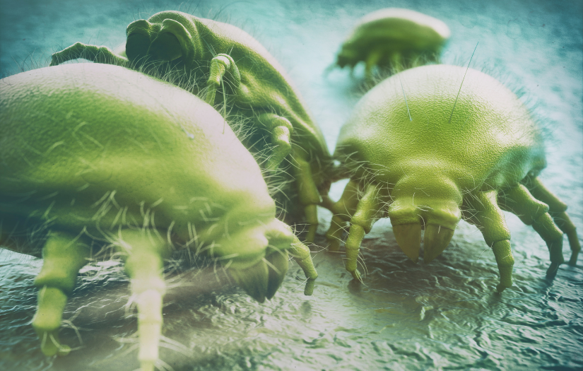 House dust mite allergy factsheet