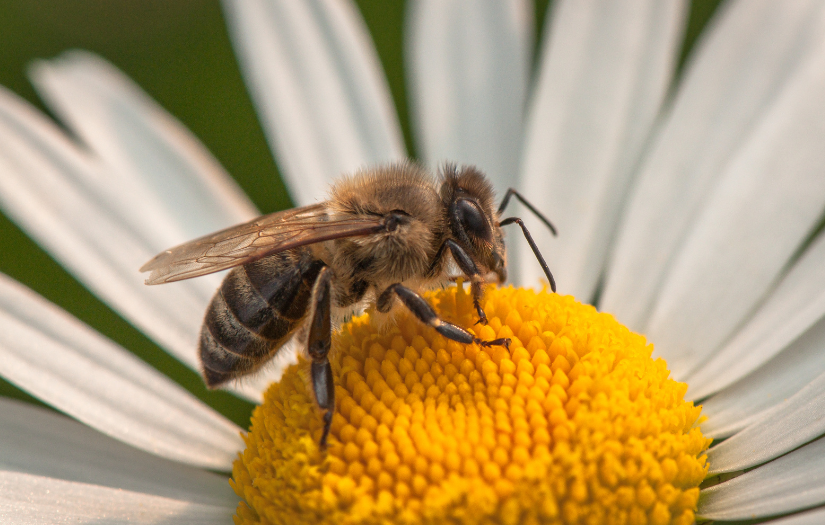 Wasp and Bee Factsheet