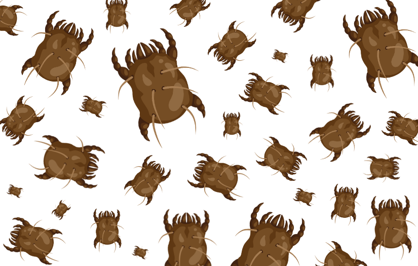 House dust mite allergy