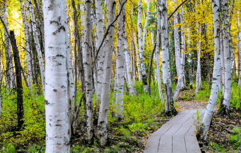 Birch pollen and allergies