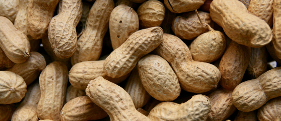 Urgent Allergy Advice Remains as FSA and FSS Issue Update into Mustard Ingredients Contaminated with Peanuts 
