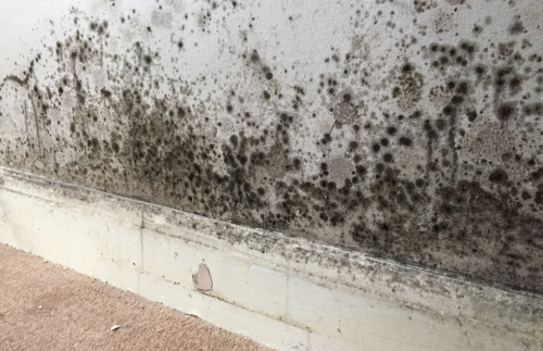 Mould allergy