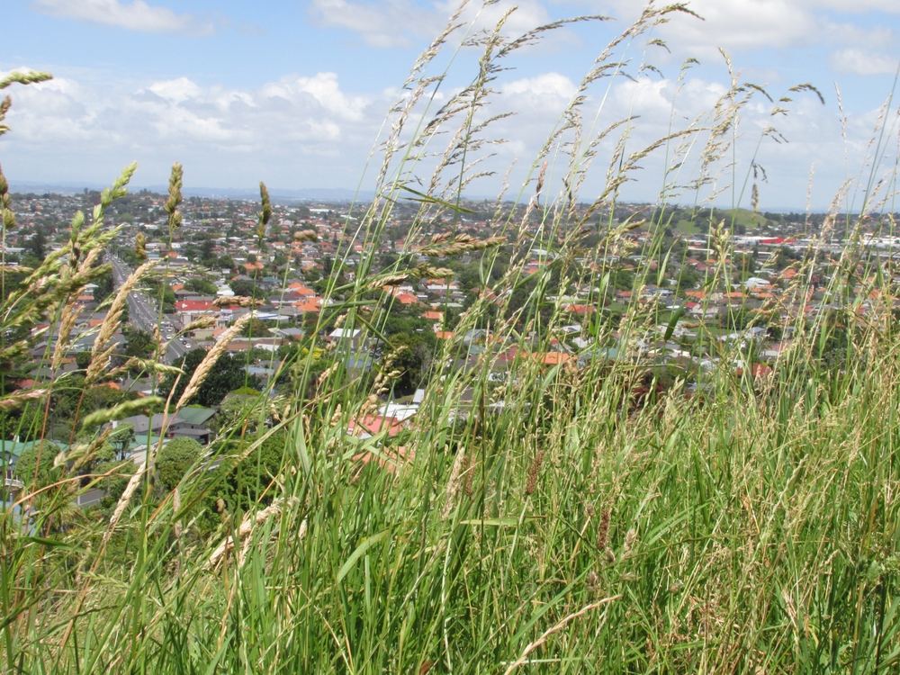 Longer Pollen Seasons Linked to Climate Change